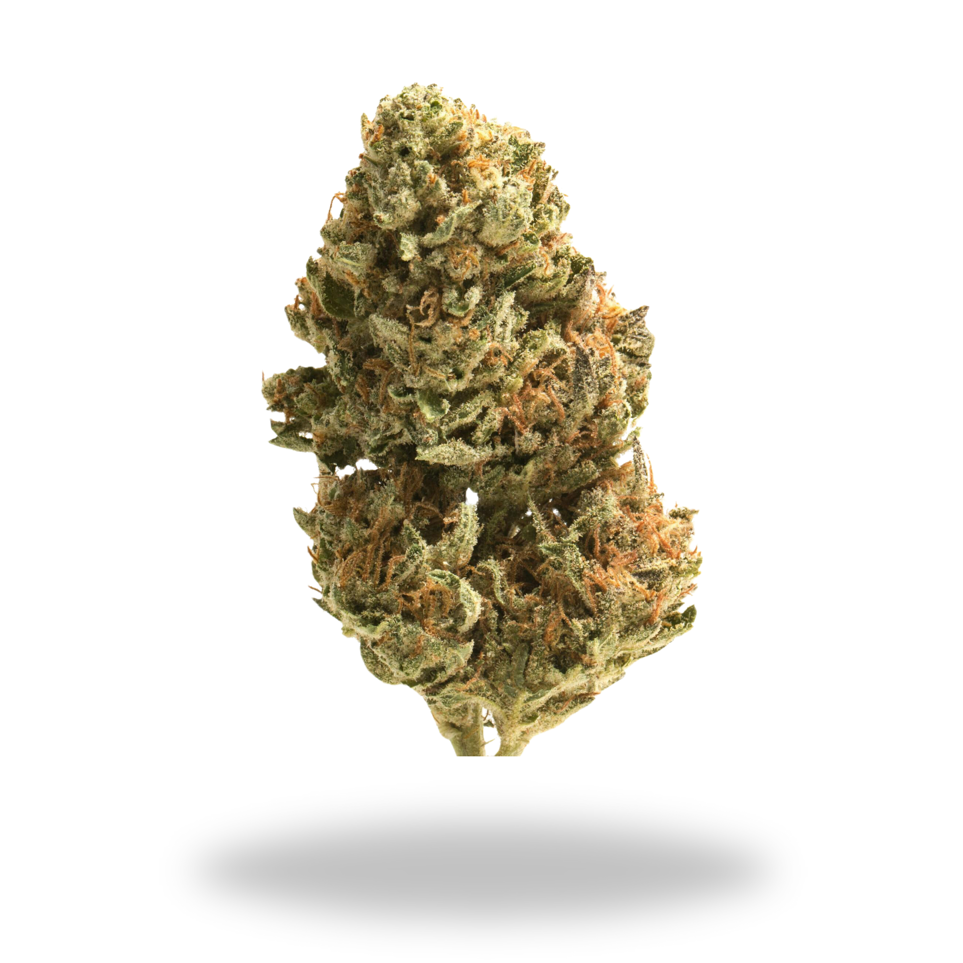 Banana Cream | Indica/Hybrid (25.4% THCa) | Legacy Farms THCa Flower