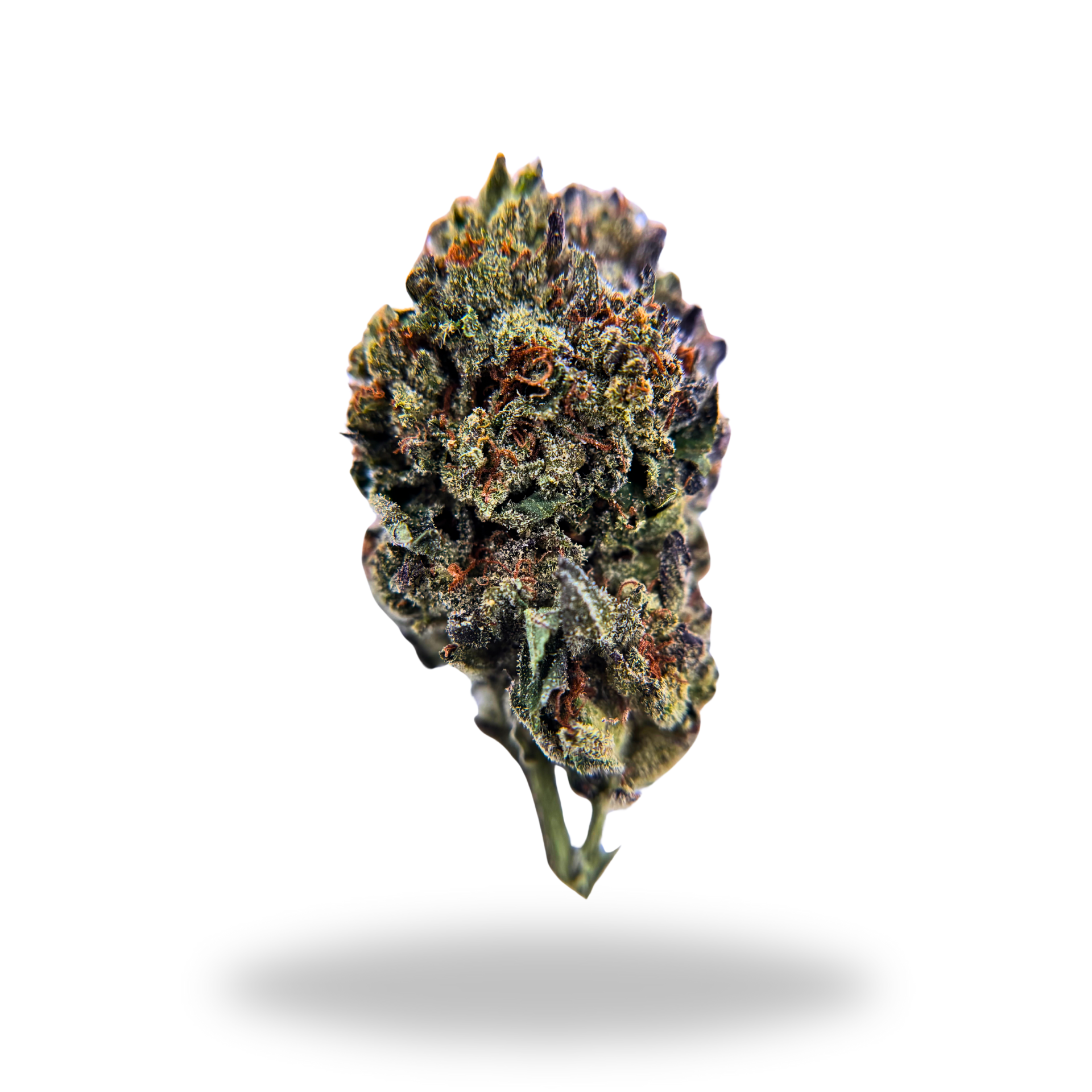 Boss Frost | Hybrid (26.16% THCa) | Legacy Farms THCa Flower