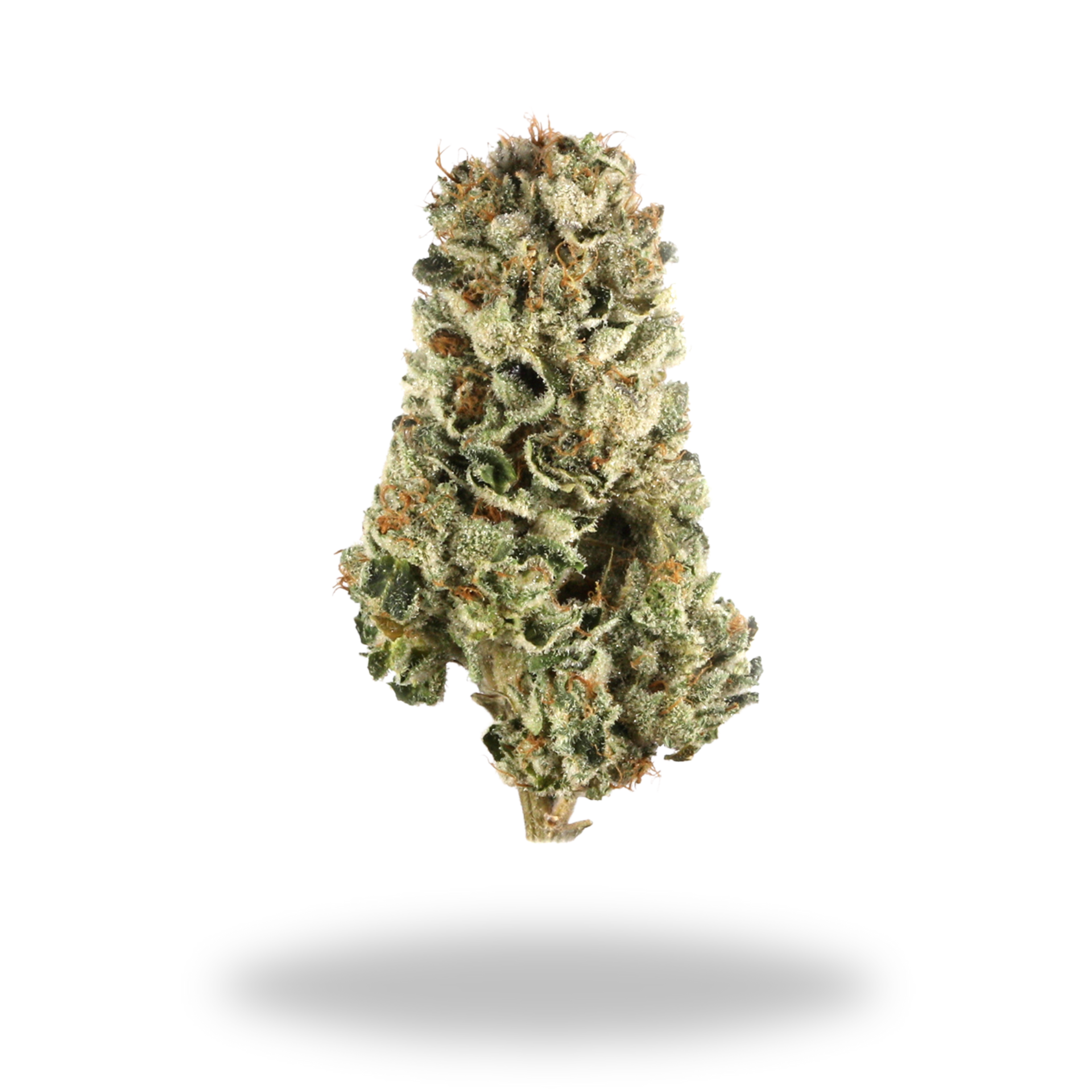 Cherry Pie | Hybrid (23.5% THCa) | Legacy Farms THCa Flower