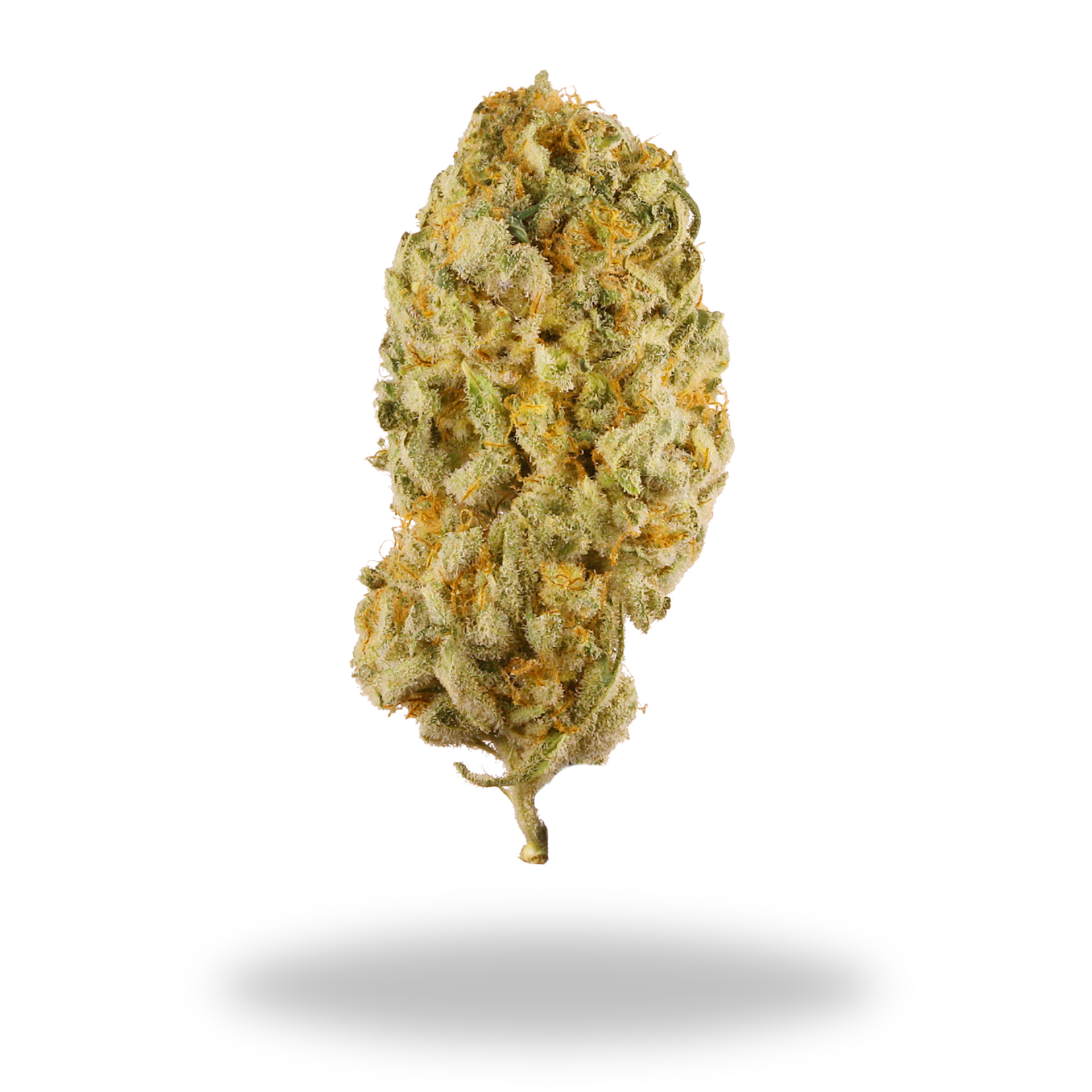 Jack Herer | Sativa/Hybrid (25.78% THCa) | Legacy Farms THCa Flower