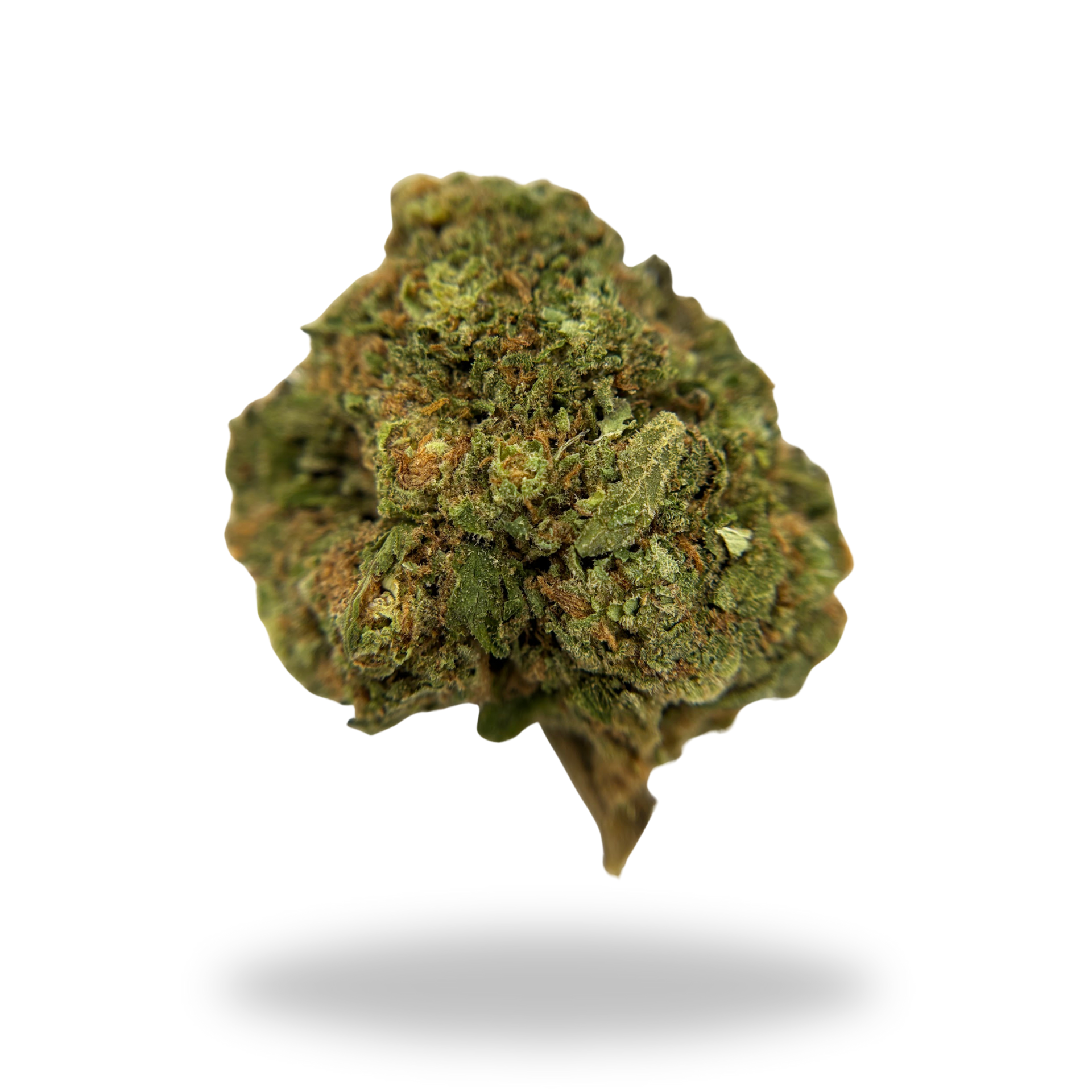 Orange Malt | Sativa/Hybrid (28.57% THCa) | Legacy Farms THCa Flower