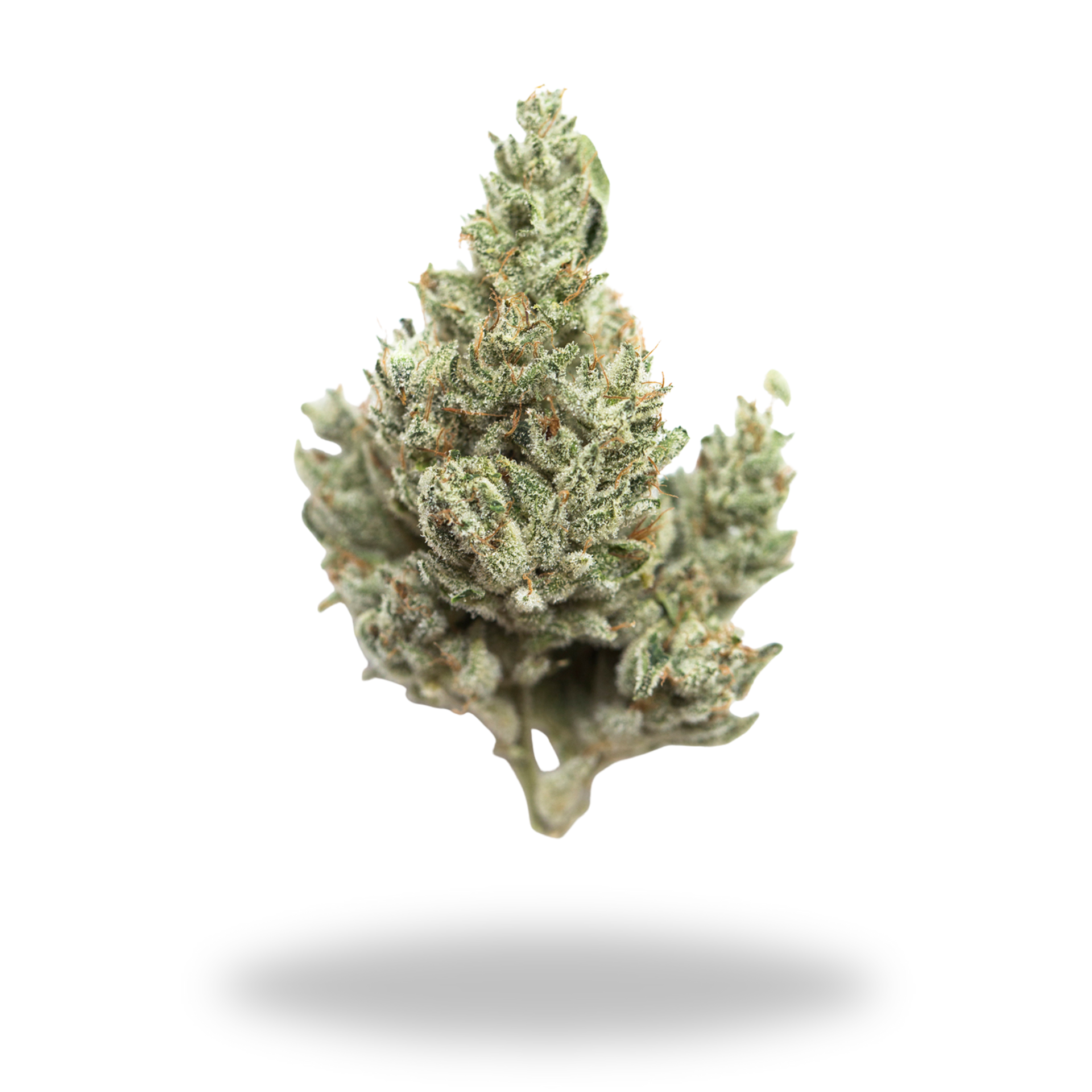 Pluto Kush | Indica/Hybrid (26.9% THCa) | Legacy Farms THCa Flower